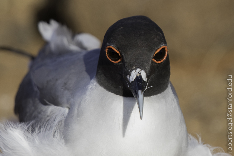 galapagos